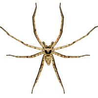 🔥 If Giant Crab Spider(Cane Spider) has a personality type...