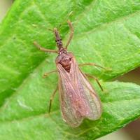 🔥 If Gnat bug has a personality type...