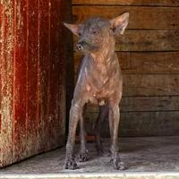 🔥 If Abyssinian Sand Terrier has a personality type...