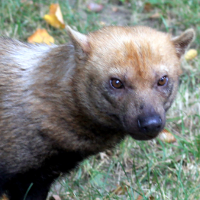 🔥 If Bush dog has a personality type...