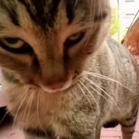 🔥 Which types are scary when angry and why?