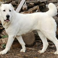 🔥 If Alabay (Central-Asian Shepherd) has a personality type...